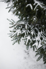 Christmas tree branches covered with snow