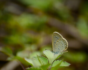 butterfly on a green leaf