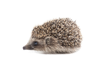 Hedgehog isolate on white background...