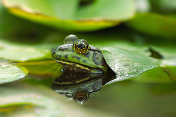 Image of an American Bullfrog in a lilly pond. Image taken in Southern California.