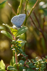 Holly blue