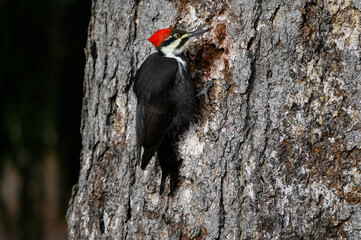 Female Pileated Woodpecker on Tree Trunk in Fall, Portrait