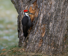 Female Pileated Woodpecker on Tree Trunk in Fall, Portrait