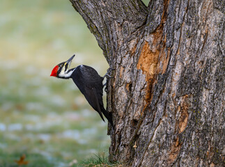 Female Pileated Woodpecker on Tree Trunk in Fall, Portrait