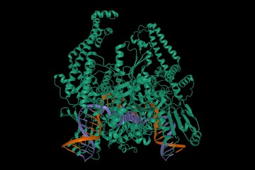 Structure of the topoisomerase II - DNA complex, 3D cartoon model, black background