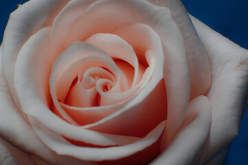 Flor decorativa y muy hermosa de muy variados colores es la Rosa