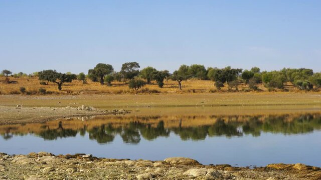 Sheeps on an Alentejo dry landscape with dam lake reservoir and reflection in Terena, Portugal
