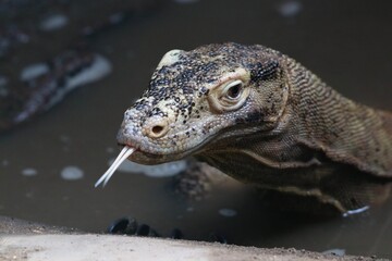 close up of a dragon