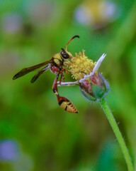 spider on a leaf