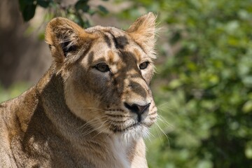Naklejka premium portrait of a lioness