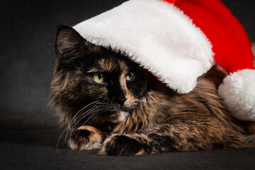 New Year maine coon cat in red and white santa hat