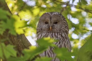 great grey owl