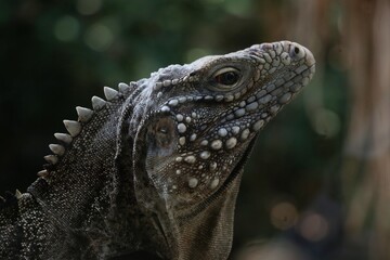 iguana 