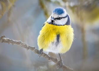 Blaumeise am Arst