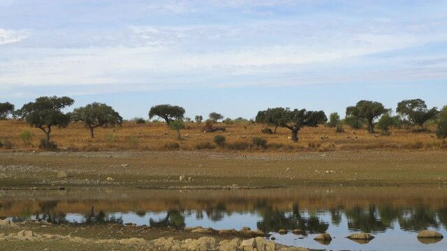 Sheeps on an Alentejo dry landscape with dam lake reservoir and reflection in Terena, Portugal