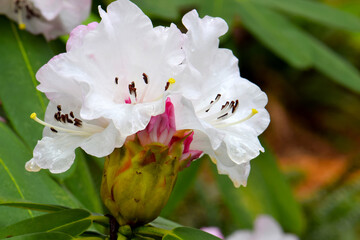 Loderi White Rhododendron
