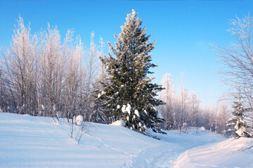 Winter landscape, lonely cedar on a trail in the winter forest.