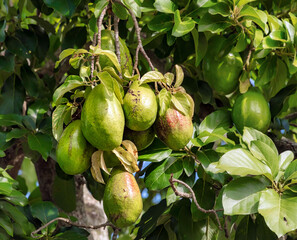 Avocados fruit in the tree