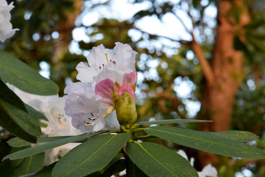 Rhody Bilder – Durchsuchen 298 Archivfotos, Vektorgrafiken und Videos ...