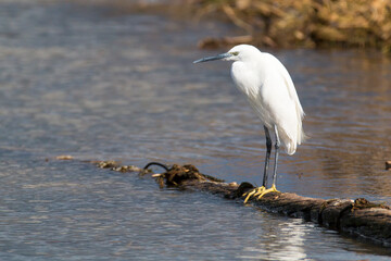 little egret (egretta garzetta) perched on a stick in Ebro Delta