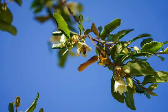 Abeja polinizando una patagua (&aacute;rbol end&eacute;mico de Chile)
