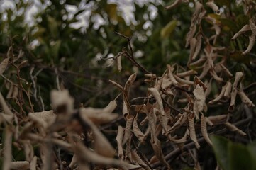 Leaves, aesthetic nature shot