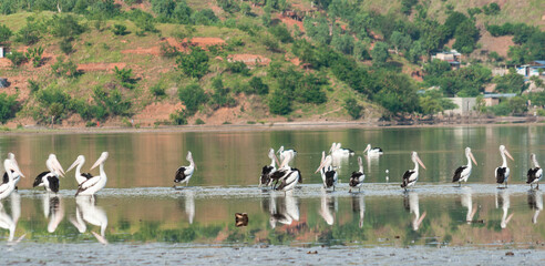 a beautiful nature and pelican birds on the lake, Tacitolu Timor Leste