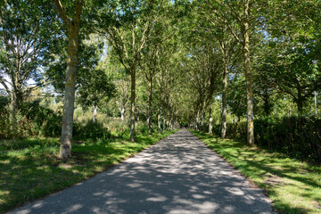 Fototapeta na wymiar Tree avenue with path