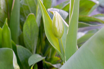 Fototapeta premium Tulip Emperor 01