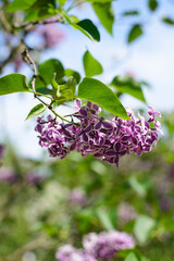 Purple lilac flowers on a branch on a bright Sunny summer day against a clear sky