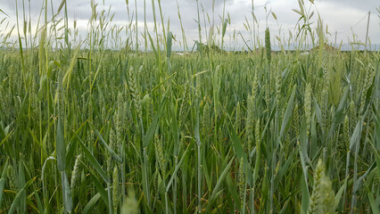 Green wheat field. Agricultural culture. A calming scene. Industry and food production.