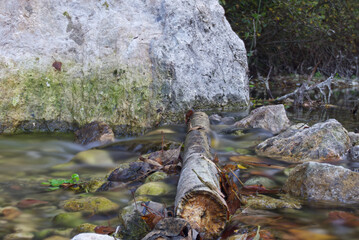trunk navigating a river among stones and leaves