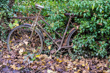 Fototapeta na wymiar Vintage bicycle in hedgerow 8448