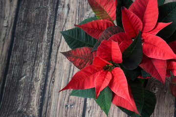 Poinsettia on a dark wooden background.Traditional Christmas flower. Copy space.