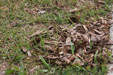 ants on the grass
