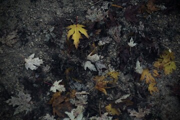 Leaf on ground