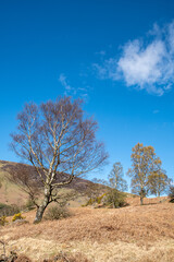 Birch trees and autumn grasses in Cumbria 1236