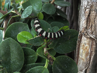 caterpillar on a branch