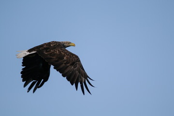 white-tailed eagle (haliaeetus albicilla) flying in Norway
