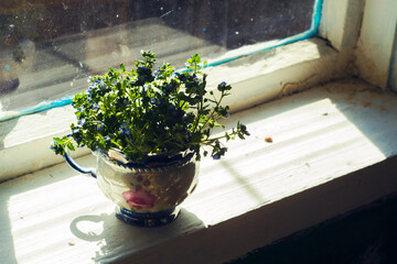 Small flowers in a cup on the windowsill