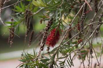 red berries on a branch