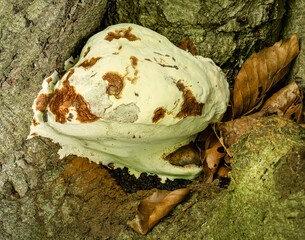 Autumn fungi on tree stump close up 2989