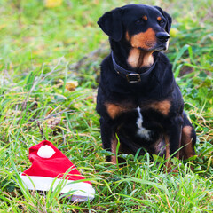 chien et bonnet du père Noël