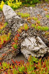 Tronco de árbol seco con enredaderas naturales 