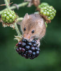 Harvest Mouse on blackberry 3908