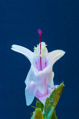 fiore di Natalina bianca in luce naturale con sfondo blu