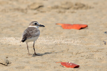 Wilson's Plover (Charadrius wilsonia); isolated on a sandbar. Bahia Brazil