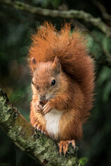 Red Squirrel eating a nut 014