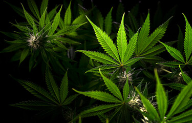 beautiful cannabis leaves on black background