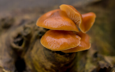 Small orange mushrooms on a tree stump close-up